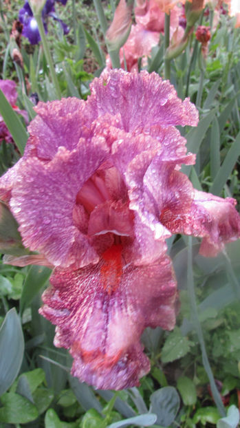 Double Vision - A Irisi 2017