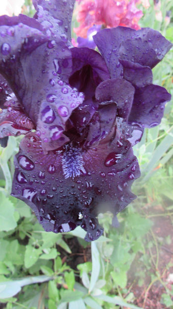 Obsidian - A Irisi 2017