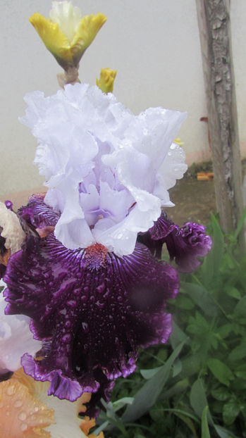 Dinner Talk - A Irisi 2017