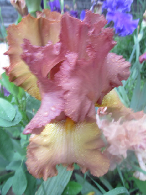 Color Fusion - A Irisi 2017
