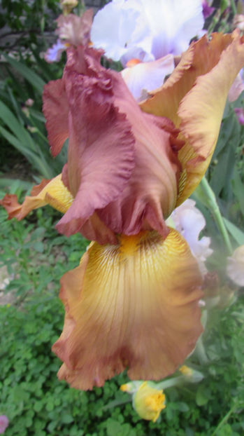 Color Fusion - A Irisi 2017