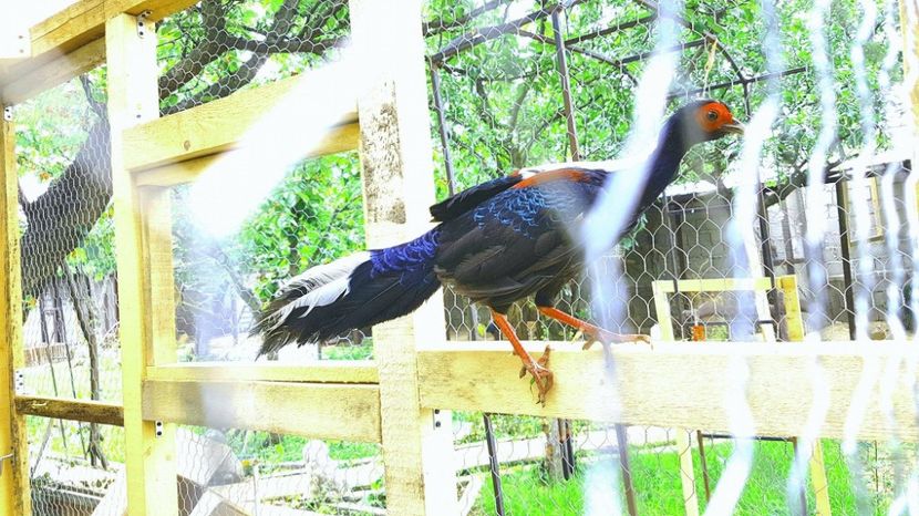 18767273_1888125204759454_716603822_o - FAZANI