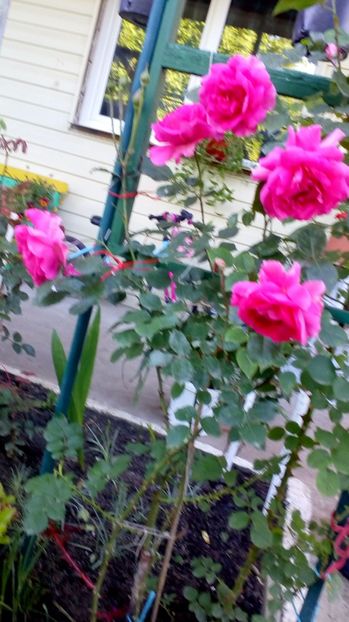 Urcator necunoscut - Trandafiri 2017