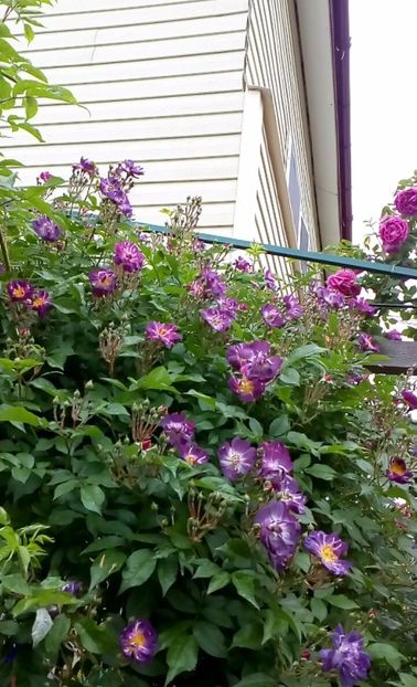 orca-image-1495807107011.jpg_1495807107485 - Trandafiri 2017