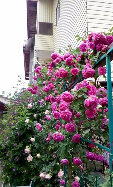 orca-image-1495806993795.jpg_1495806994136 - Trandafiri 2017