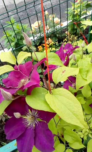 orca-image-1495807419336.jpg_1495807419707 - Trandafiri 2017