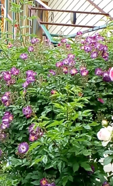 orca-image-1495807055346.jpg_1495807055722 - Trandafiri 2017