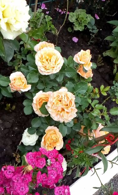 orca-image-1495807042251.jpg_1495807042650 - Trandafiri 2017