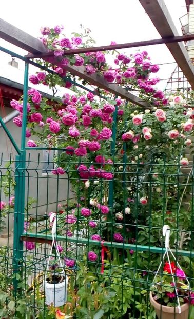 orca-image-1495806944874.jpg_1495806945209 - Trandafiri 2017