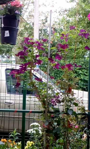 orca-image-1495683430891.jpg_1495683431205 - Trandafiri 2017