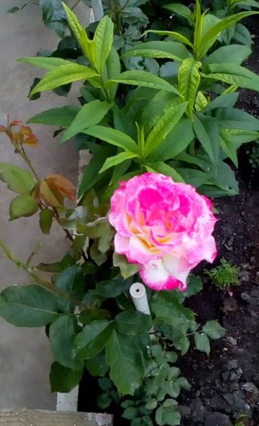 orca-image-1495683392778.jpg_1495683393111 - Trandafiri 2017