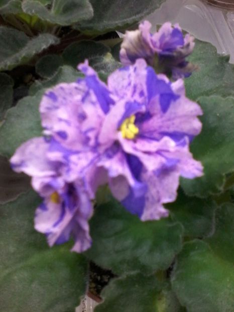 LE Pisanka - VIOLETE DE COLECTIE 2017