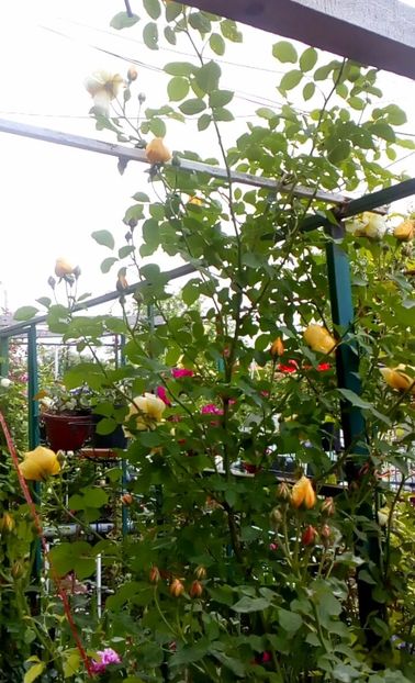 orca-image-1495683328192.jpg_1495683328623 - Trandafiri 2017