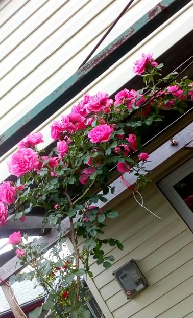 orca-image-1495683313601.jpg_1495683314102 - Trandafiri 2017