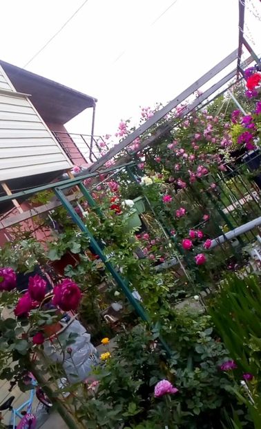 orca-image-1495683282843.jpg_1495683283229 - Trandafiri 2017