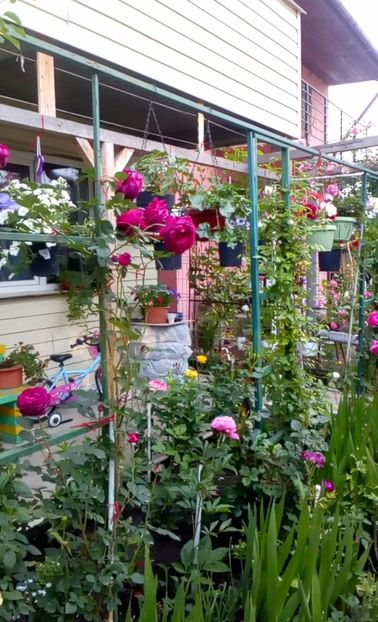 orca-image-1495683212974.jpg_1495683213283 - Trandafiri 2017