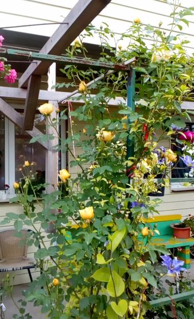 orca-image-1495683206153.jpg_1495683206486 - Trandafiri 2017