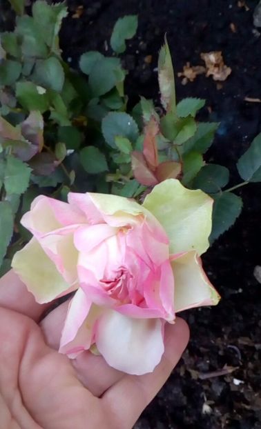 orca-image-1495683185270.jpg_1495683185620 - Trandafiri 2017