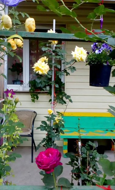 orca-image-1495683169431.jpg_1495683169811 - Trandafiri 2017