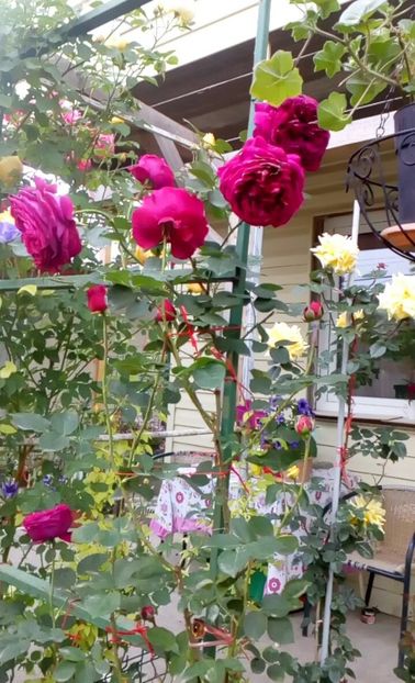 orca-image-1495683082816.jpg_1495683083197 - Trandafiri 2017