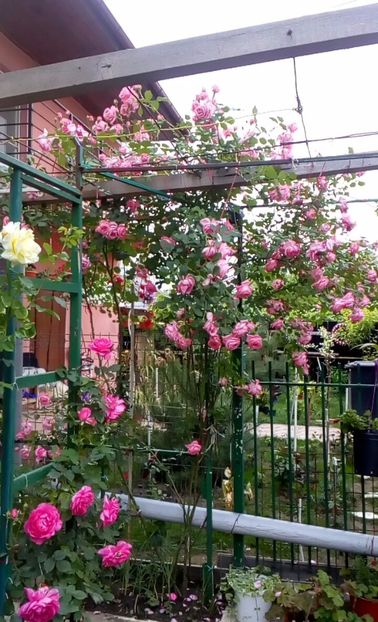 orca-image-1495683073306.jpg_1495683073693 - Trandafiri 2017