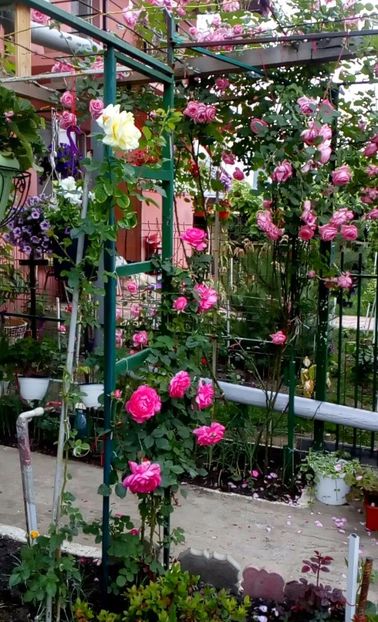 orca-image-1495683067549.jpg_1495683067960 - Trandafiri 2017