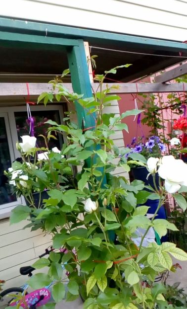 orca-image-1495683056680.jpg_1495683057161 - Trandafiri 2017