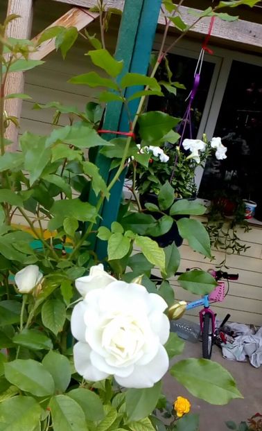 orca-image-1495683046402.jpg_1495683047002 - Trandafiri 2017