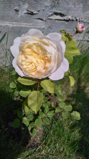 received_1913081082248684 - Trandafiri 2017