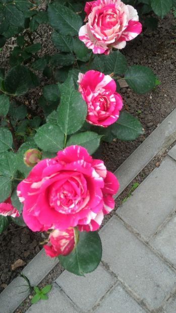 P_20170524_182817 - Belle d Espinouse