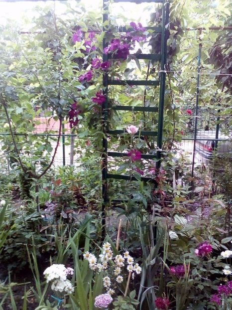 received_1036038893100318 - Trandafiri 2017