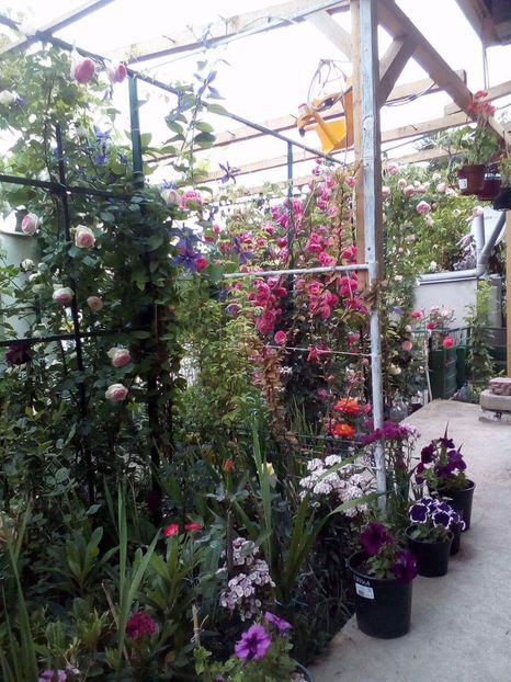 received_1036039003100307 - Trandafiri 2017