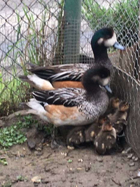 Fluieratoare de Chile - Tineret 2017