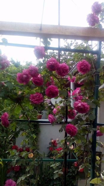 received_1036042856433255 - Trandafiri 2017