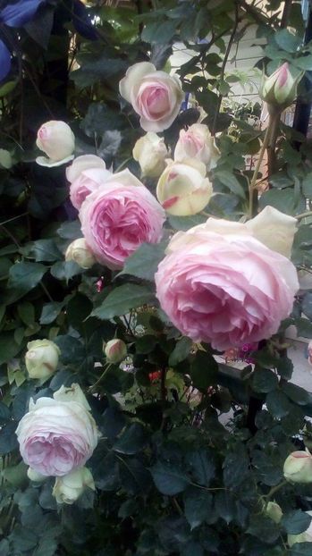 received_1036042879766586 - Trandafiri 2017