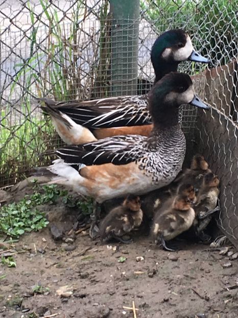  - Rata Fluieratore  De Chile