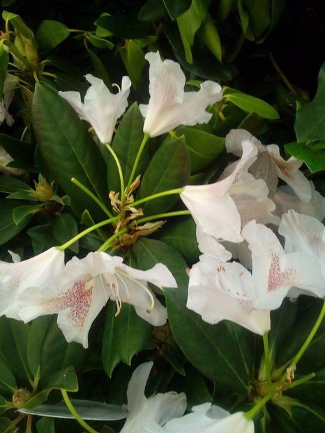 received_244727025995943 - Trandafiri 2017