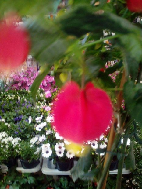 received_244722799329699 - Trandafiri 2017