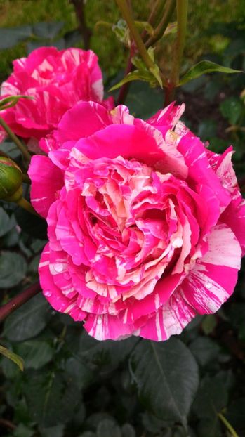 P_20170527_095916 - Belle d Espinouse