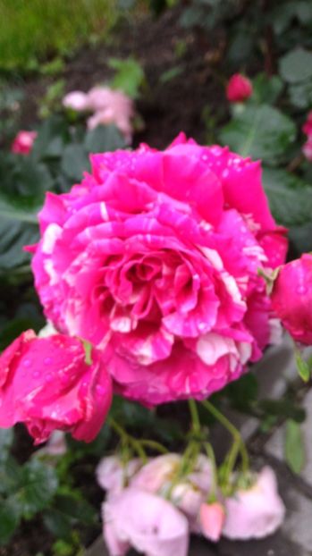 P_20170527_095854 - Belle d Espinouse