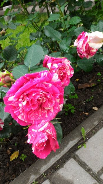 P_20170527_095705 - Belle d Espinouse