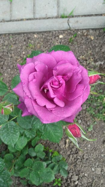 P_20170524_182730 - Parfum de Reve