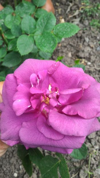 P_20170524_182721 - Parfum de Reve