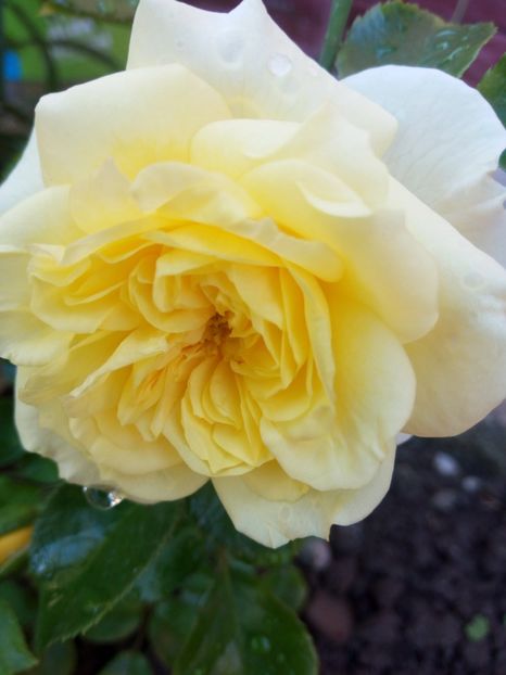 2017 prima floare - Solero-