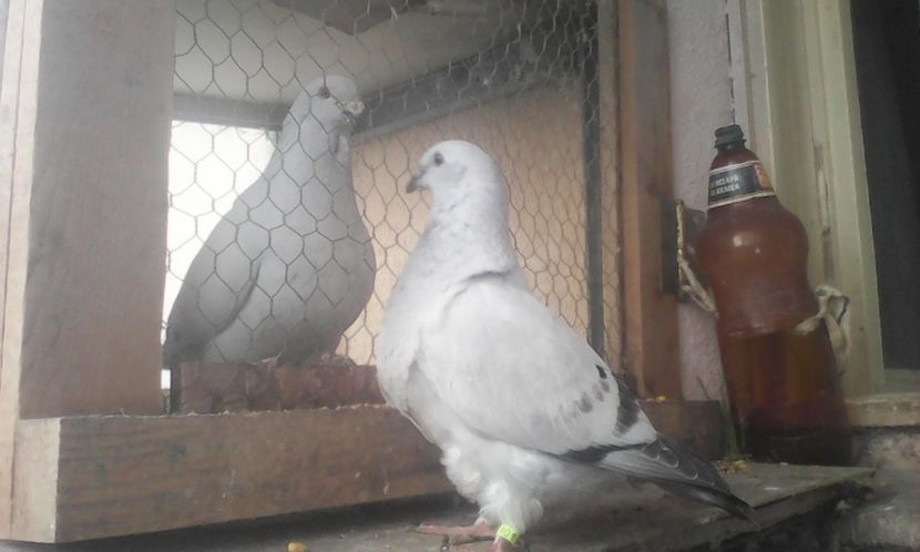 F 2017 - PUII 2017 DIN LA FABRICA