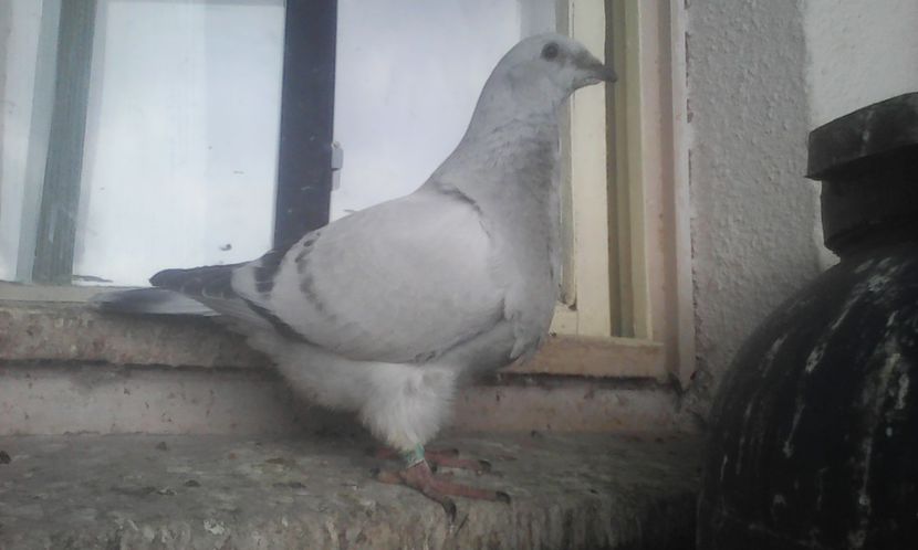  - PUII 2017 DIN LA FABRICA