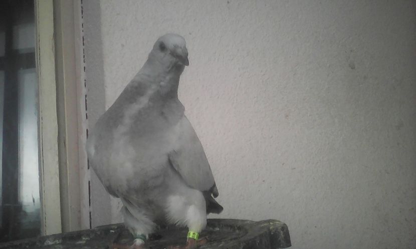  - PUII 2017 DIN LA FABRICA