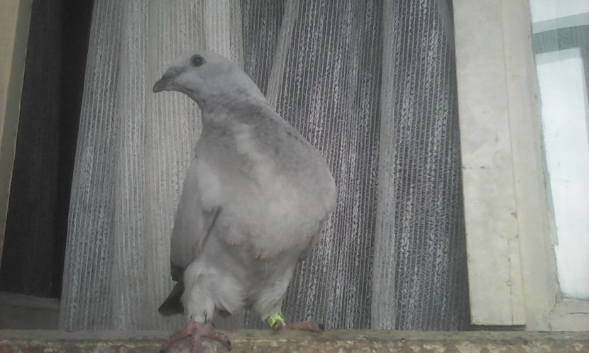  - PUII 2017 DIN LA FABRICA