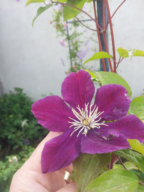  - Primavara - Vara 2017