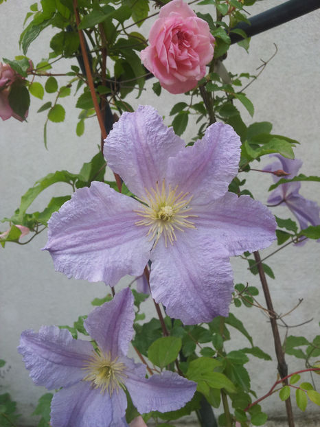  - Primavara - Vara 2017